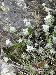 Leontopodium microphyllum