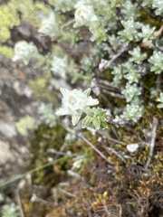 Leontopodium microphyllum