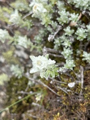 Leontopodium microphyllum