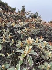 Rhododendron hyperythrum