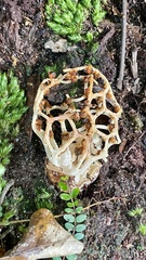 Clathrus chrysomycelinus