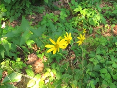 Silphium asperrimum
