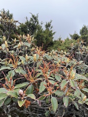 Rhododendron hyperythrum