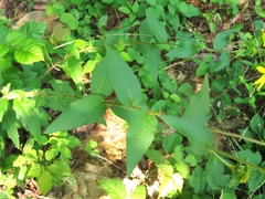 Silphium asperrimum