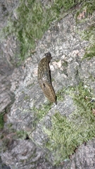Geomalacus maculosus