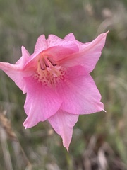 Gladiolus meridionalis