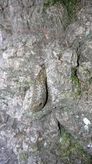 Geomalacus maculosus
