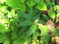 Silphium asperrimum