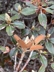 Rhododendron hyperythrum