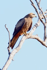 Yellow-Billed Kite photo 5