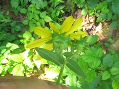 Silphium asperrimum