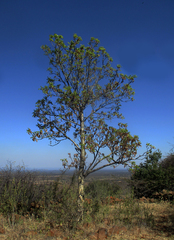 Steganotaenia araliacea