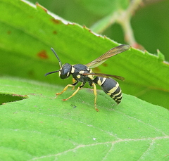 Ancistrocerus auctus