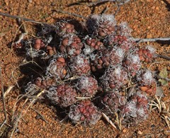 Anacampseros subnuda