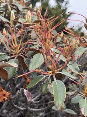 Rhododendron hyperythrum