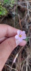 Oxalis falcatula
