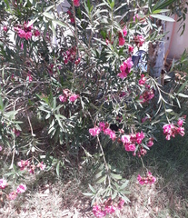 Nerium oleander