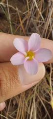 Oxalis falcatula