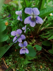 Viola nemoralis
