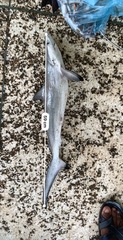 Carcharhinus sorrah