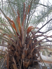 Phoenix dactylifera
