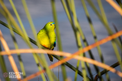 Neophema chrysogaster