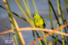 Neophema chrysogaster