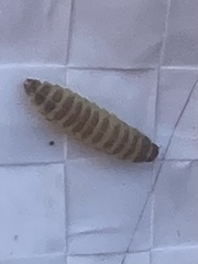 Insecta