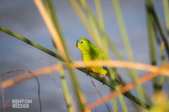 Neophema chrysogaster