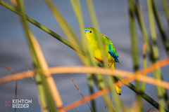 Neophema chrysogaster