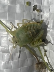 Pentatoma rufipes