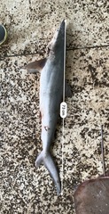 Carcharhinus brevipinna