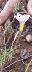 Oxalis falcatula