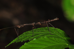 Ceroys perfoliatus