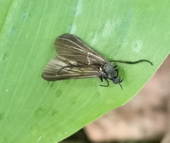 Empis borealis
