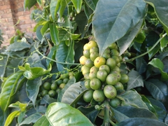 Coffea arabica