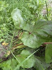 Rumex aquaticus