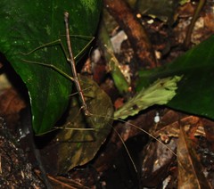 Ceroys perfoliatus