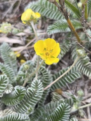 Argentina tugitakensis