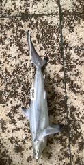 Carcharhinus sorrah