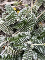 Argentina tugitakensis