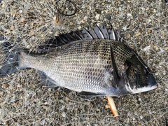 Acanthopagrus schlegelii