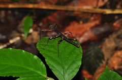 Ceroys perfoliatus
