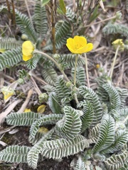 Argentina tugitakensis