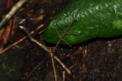 Ceroys perfoliatus