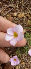 Oxalis falcatula