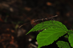 Ceroys perfoliatus
