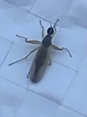 Diptera