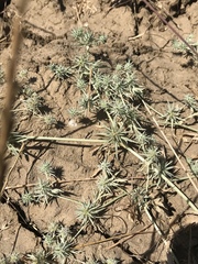 Eryngium vaseyi vaseyi