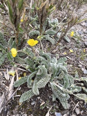 Argentina tugitakensis